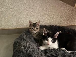 Img 20250818 wa0035