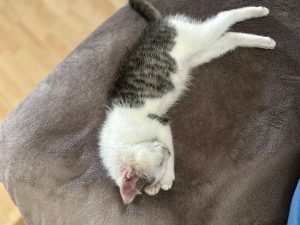 Img 20250824 wa0030