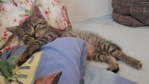 Willi (3)