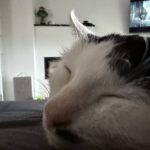 IMG_9558.jpeg