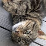 FremderKater-0.jpg