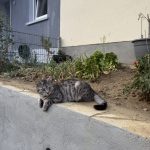 IMG_6784-2.jpeg