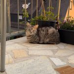 IMG_6883-0.jpeg