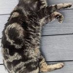 Kater2-1.JPG