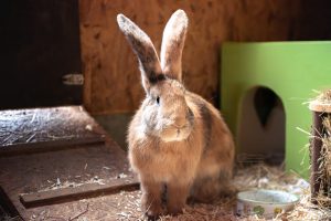 DSC 1213 BearbeitetLogo