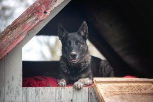 DSC 1423 BearbeitetLogo