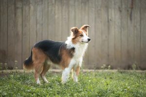 DSC 1452 BearbeitetLogo