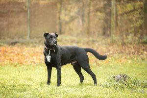 DSC 1465 BearbeitetLogo