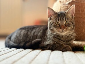 Cb02e88c 14aa 4099 ac9c f7df114170b0