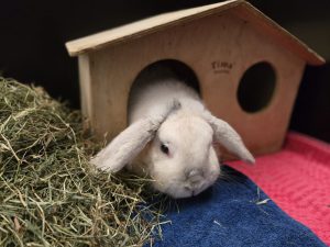 Flöckchen klt26 (2)