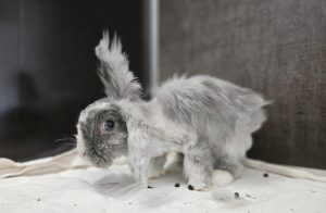 Miss Bunny Klt26