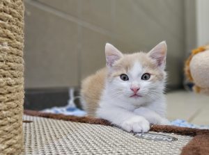 Fred ktz26