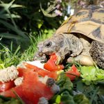 Griech.-Landschildkroete.jpeg