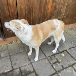 IMG_1817.jpeg