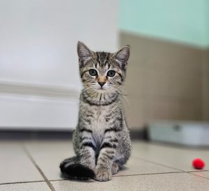 Elif ktz26