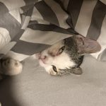 IMG_7290.jpeg