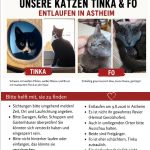 Suchanzeige-Katzen.png
