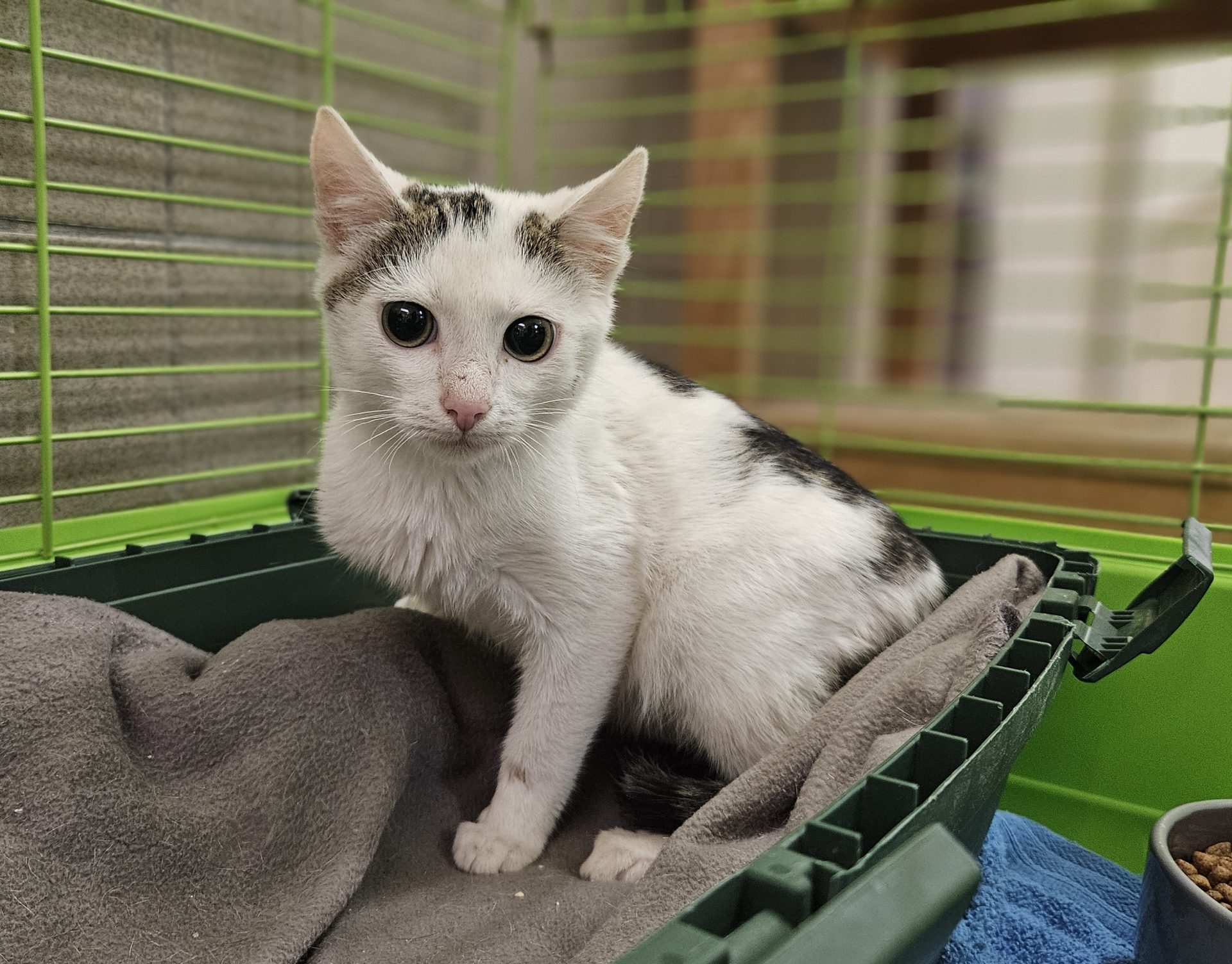 Duke, Europäisch Kurzhaar – Tierheim Schwebheim