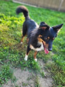 Nala2 hd26