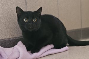 Snowy ktz26