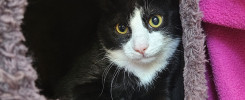Billi ktz26