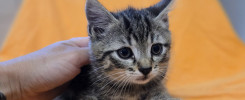 Dario ktz26