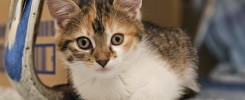 Freya
