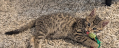 Leo