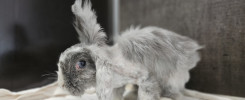 Miss Bunny Klt26